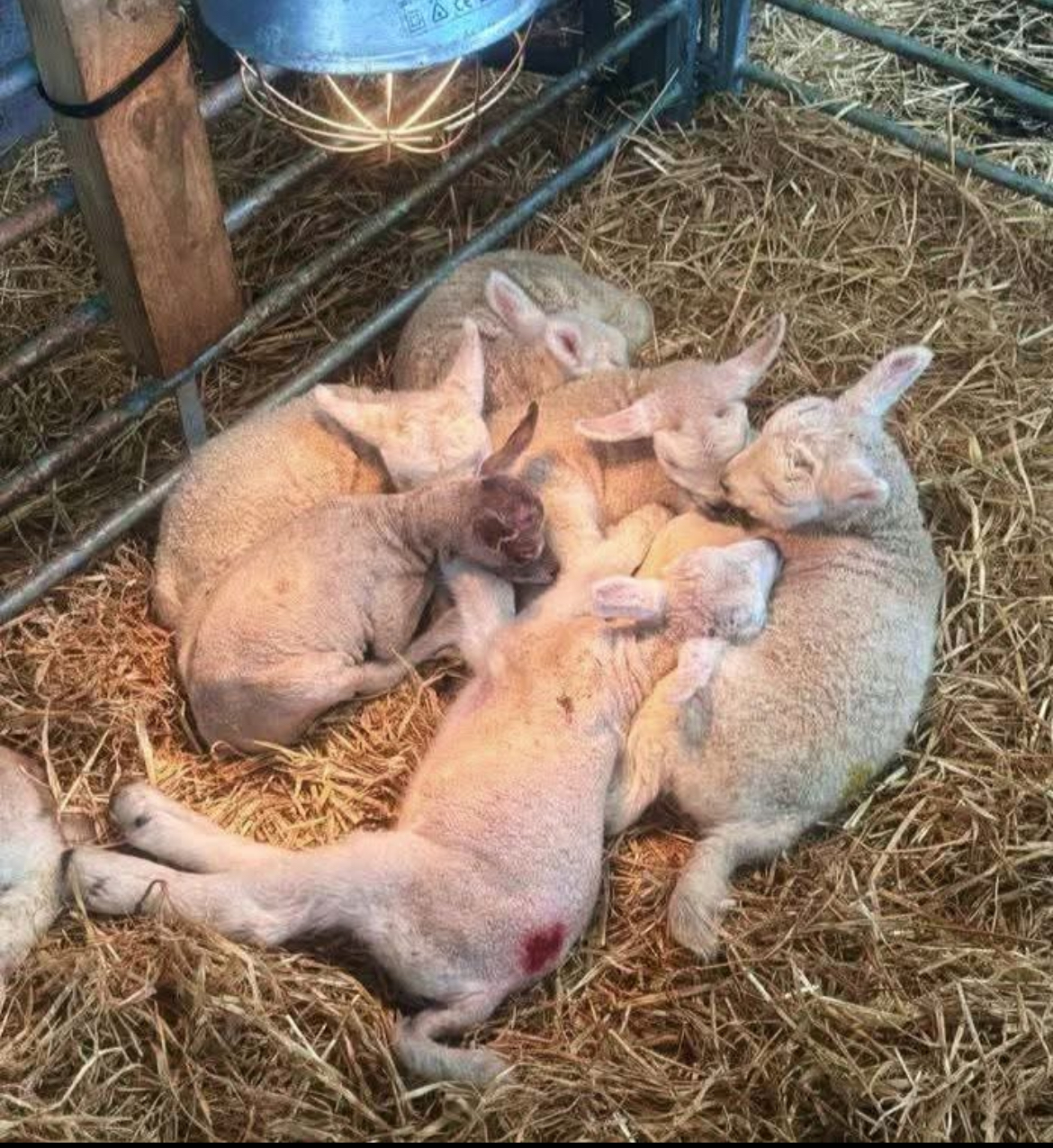 Tamala Farm Experience  gallery image 1
